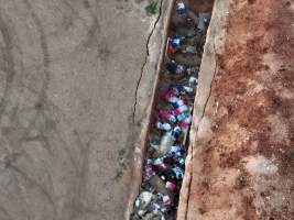Trench of dead pigs, as seen from drone - Captured at Brownlow Piggery - Grower Site, Brownlow SA Australia.