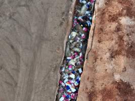 Trench of dead pigs, as seen from drone - Captured at Brownlow Piggery - Grower Site, Brownlow SA Australia.