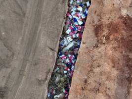 Trench of dead pigs, as seen from drone - Captured at Brownlow Piggery - Grower Site, Brownlow SA Australia.