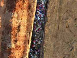Trench of dead pigs, as seen from drone - Captured at Brownlow Piggery - Grower Site, Brownlow SA Australia.