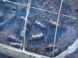 Pigs burned alive in shed fires - Drone imagery of a large number of dead pigs in eco sheds, after the sheds caught alight on 15 September 2025. - Captured at Andgar Piggery, Dublin SA Australia.