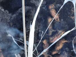 Pigs burned alive in shed fires - Drone imagery of a large number of dead pigs in eco sheds, after the sheds caught alight on 15 September 2025. - Captured at Andgar Piggery, Dublin SA Australia.