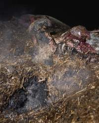 Dublin Piggery Fire Aftermath - Anonymous investigators filmed the aftermaths of the fire at Andgar Piggery in Dublin South Australia, where hundreds of pigs were burnt alive in the flames. - Captured at Andgar Piggery, Dublin SA Australia.