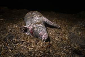 Dublin Piggery Fire Aftermath - Anonymous investigators filmed the aftermaths of the fire at Andgar Piggery in Dublin South Australia, where hundreds of pigs were burnt alive in the flames. - Captured at Andgar Piggery, Dublin SA Australia.