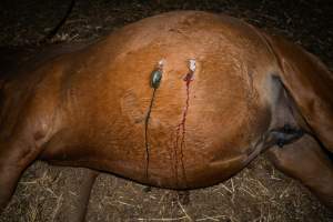 Dead mare with wounds on belly - Investigators entered the property of disgraced ex-racehorse trainer Maxine Fraser after hearing reports that a mare and her foal had gone missing. They found two dead horses, both with signs of serious injury.