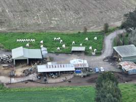 NSW Dairy farm and calf crates - 2025 - A drone investigation of dairy farms and calf crates on NSW's South Coast. - Captured at Unknown Dairy Crates, Terara NSW Australia.