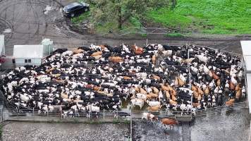 NSW Dairy farms - 2025 - A 2025 drone investigation into dairy farms and calf crates on NSW's South Coast. - Captured at Numbaa Leigh Holsteins, Numbaa NSW Australia.