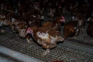 Hen with missing feathers from wings - Part of the 2025 Eggs Uncaged investigation of Victorian free-range and cage free egg farms.

South Gippsland Eggs is a free range egg farm in Devon Meadows, 50km from Melbourne. With a philosophy of 'happy, healthy hens lay the most delicious & wholesome eggs,' the farm has made a name for itself in the local community for offering an ethical alternative to caged eggs.

However, the scenes that greeted investigators when they entered the sheds on the property, told a different story. Thousands of hens are packed into long sheds, forced to stand on slatted metal floors. Without even perches to get off the ground, hens will huddle tightly together on the filthy floor, while their waste falls through to pits underneath the sheds.

Like on other farms, hens were found with missing feathers and wounds indicating feather pecking due to overcrowding. Dead hens lay among the living, including one who had become crushed by the door of the nesting box. Even with access to the outdoors each day, hens were found to be laying soft, jelly-like eggs, indicating calcium deficiency. 

South Gippsland Eggs supplies to stores across Victoria using images and branding promising quality, free range eggs. It is owned and operated by second-generation egg farmer Gina Magias Abraham.
 - Captured at South Gippsland Eggs, Devon Meadows VIC Australia.