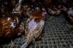 Hen with missing feathers from wings and head. - Part of the 2025 Eggs Uncaged investigation of Victorian free-range and cage free egg farms.

South Gippsland Eggs is a free range egg farm in Devon Meadows, 50km from Melbourne. With a philosophy of 'happy, healthy hens lay the most delicious & wholesome eggs,' the farm has made a name for itself in the local community for offering an ethical alternative to caged eggs.

However, the scenes that greeted investigators when they entered the sheds on the property, told a different story. Thousands of hens are packed into long sheds, forced to stand on slatted metal floors. Without even perches to get off the ground, hens will huddle tightly together on the filthy floor, while their waste falls through to pits underneath the sheds.

Like on other farms, hens were found with missing feathers and wounds indicating feather pecking due to overcrowding. Dead hens lay among the living, including one who had become crushed by the door of the nesting box. Even with access to the outdoors each day, hens were found to be laying soft, jelly-like eggs, indicating calcium deficiency. 

South Gippsland Eggs supplies to stores across Victoria using images and branding promising quality, free range eggs. It is owned and operated by second-generation egg farmer Gina Magias Abraham.
 - Captured at South Gippsland Eggs, Devon Meadows VIC Australia.