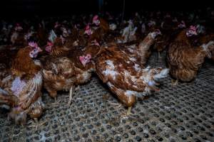 Hens in free-range shed - Part of the 2025 Eggs Uncaged investigation of Victorian free-range and cage free egg farms.
South Gippsland Eggs is a free range egg farm in Devon Meadows, 50km from Melbourne. With a philosophy of 'happy, healthy hens lay the most delicious & wholesome eggs,' the farm has made a name for itself in the local community for offering an ethical alternative to caged eggs.
However, the scenes that greeted investigators when they entered the sheds on the property, told a different story. Thousands of hens are packed into long sheds, forced to stand on slatted metal floors. Without even perches to get off the ground, hens will huddle tightly together on the filthy floor, while their waste falls through to pits underneath the sheds.
Like on other farms, hens were found with missing feathers and wounds indicating feather pecking due to overcrowding. Dead hens lay among the living, including one who had become crushed by the door of the nesting box. Even with access to the outdoors each day, hens were found to be laying soft, jelly-like eggs, indicating calcium deficiency.
South Gippsland Eggs supplies to stores across Victoria using images and branding promising quality, free range eggs. It is owned and operated by second-generation egg farmer Gina Magias Abraham.
- Captured at South Gippsland Eggs, Devon Meadows VIC Australia.