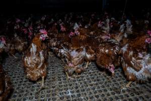 Hens in free-range shed - Part of the 2025 Eggs Uncaged investigation of Victorian free-range and cage free egg farms.

South Gippsland Eggs is a free range egg farm in Devon Meadows, 50km from Melbourne. With a philosophy of 'happy, healthy hens lay the most delicious & wholesome eggs,' the farm has made a name for itself in the local community for offering an ethical alternative to caged eggs.

However, the scenes that greeted investigators when they entered the sheds on the property, told a different story. Thousands of hens are packed into long sheds, forced to stand on slatted metal floors. Without even perches to get off the ground, hens will huddle tightly together on the filthy floor, while their waste falls through to pits underneath the sheds.

Like on other farms, hens were found with missing feathers and wounds indicating feather pecking due to overcrowding. Dead hens lay among the living, including one who had become crushed by the door of the nesting box. Even with access to the outdoors each day, hens were found to be laying soft, jelly-like eggs, indicating calcium deficiency. 

South Gippsland Eggs supplies to stores across Victoria using images and branding promising quality, free range eggs. It is owned and operated by second-generation egg farmer Gina Magias Abraham.
 - Captured at South Gippsland Eggs, Devon Meadows VIC Australia.