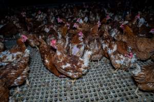 Hens in free-range shed - Part of the 2025 Eggs Uncaged investigation of Victorian free-range and cage free egg farms.

South Gippsland Eggs is a free range egg farm in Devon Meadows, 50km from Melbourne. With a philosophy of 'happy, healthy hens lay the most delicious & wholesome eggs,' the farm has made a name for itself in the local community for offering an ethical alternative to caged eggs.

However, the scenes that greeted investigators when they entered the sheds on the property, told a different story. Thousands of hens are packed into long sheds, forced to stand on slatted metal floors. Without even perches to get off the ground, hens will huddle tightly together on the filthy floor, while their waste falls through to pits underneath the sheds.

Like on other farms, hens were found with missing feathers and wounds indicating feather pecking due to overcrowding. Dead hens lay among the living, including one who had become crushed by the door of the nesting box. Even with access to the outdoors each day, hens were found to be laying soft, jelly-like eggs, indicating calcium deficiency. 

South Gippsland Eggs supplies to stores across Victoria using images and branding promising quality, free range eggs. It is owned and operated by second-generation egg farmer Gina Magias Abraham.
 - Captured at South Gippsland Eggs, Devon Meadows VIC Australia.
