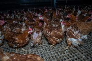 Hens in free-range shed - Part of the 2025 Eggs Uncaged investigation of Victorian free-range and cage free egg farms.
South Gippsland Eggs is a free range egg farm in Devon Meadows, 50km from Melbourne. With a philosophy of 'happy, healthy hens lay the most delicious & wholesome eggs,' the farm has made a name for itself in the local community for offering an ethical alternative to caged eggs.
However, the scenes that greeted investigators when they entered the sheds on the property, told a different story. Thousands of hens are packed into long sheds, forced to stand on slatted metal floors. Without even perches to get off the ground, hens will huddle tightly together on the filthy floor, while their waste falls through to pits underneath the sheds.
Like on other farms, hens were found with missing feathers and wounds indicating feather pecking due to overcrowding. Dead hens lay among the living, including one who had become crushed by the door of the nesting box. Even with access to the outdoors each day, hens were found to be laying soft, jelly-like eggs, indicating calcium deficiency.
South Gippsland Eggs supplies to stores across Victoria using images and branding promising quality, free range eggs. It is owned and operated by second-generation egg farmer Gina Magias Abraham.
- Captured at South Gippsland Eggs, Devon Meadows VIC Australia.