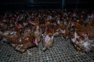 Hen with missing feathers - Part of the 2025 Eggs Uncaged investigation of Victorian free-range and cage free egg farms.

South Gippsland Eggs is a free range egg farm in Devon Meadows, 50km from Melbourne. With a philosophy of 'happy, healthy hens lay the most delicious & wholesome eggs,' the farm has made a name for itself in the local community for offering an ethical alternative to caged eggs.

However, the scenes that greeted investigators when they entered the sheds on the property, told a different story. Thousands of hens are packed into long sheds, forced to stand on slatted metal floors. Without even perches to get off the ground, hens will huddle tightly together on the filthy floor, while their waste falls through to pits underneath the sheds.

Like on other farms, hens were found with missing feathers and wounds indicating feather pecking due to overcrowding. Dead hens lay among the living, including one who had become crushed by the door of the nesting box. Even with access to the outdoors each day, hens were found to be laying soft, jelly-like eggs, indicating calcium deficiency. 

South Gippsland Eggs supplies to stores across Victoria using images and branding promising quality, free range eggs. It is owned and operated by second-generation egg farmer Gina Magias Abraham.
 - Captured at South Gippsland Eggs, Devon Meadows VIC Australia.