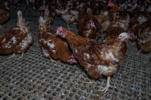 Free-range eggs investigation 2025 - Part of the 2025 Eggs Uncaged investigation of Victorian free-range and cage free egg farms.
South Gippsland Eggs is a free range egg farm in Devon Meadows, 50km from Melbourne. With a philosophy of 'happy, healthy hens lay the most delicious & wholesome eggs,' the farm has made a name for itself in the local community for offering an ethical alternative to caged eggs.
However, the scenes that greeted investigators when they entered the sheds on the property, told a different story. Thousands of hens are packed into long sheds, forced to stand on slatted metal floors. Without even perches to get off the ground, hens will huddle tightly together on the filthy floor, while their waste falls through to pits underneath the sheds.
Like on other farms, hens were found with missing feathers and wounds indicating feather pecking due to overcrowding. Dead hens lay among the living, including one who had become crushed by the door of the nesting box. Even with access to the outdoors each day, hens were found to be laying soft, jelly-like eggs, indicating calcium deficiency.
South Gippsland Eggs supplies to stores across Victoria using images and branding promising quality, free range eggs. It is owned and operated by second-generation egg farmer Gina Magias Abraham.
- Captured at South Gippsland Eggs, Devon Meadows VIC Australia.