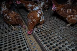 Hen at feeder - Part of the 2025 Eggs Uncaged investigation of Victorian free-range and cage free egg farms.

South Gippsland Eggs is a free range egg farm in Devon Meadows, 50km from Melbourne. With a philosophy of 'happy, healthy hens lay the most delicious & wholesome eggs,' the farm has made a name for itself in the local community for offering an ethical alternative to caged eggs.

However, the scenes that greeted investigators when they entered the sheds on the property, told a different story. Thousands of hens are packed into long sheds, forced to stand on slatted metal floors. Without even perches to get off the ground, hens will huddle tightly together on the filthy floor, while their waste falls through to pits underneath the sheds.

Like on other farms, hens were found with missing feathers and wounds indicating feather pecking due to overcrowding. Dead hens lay among the living, including one who had become crushed by the door of the nesting box. Even with access to the outdoors each day, hens were found to be laying soft, jelly-like eggs, indicating calcium deficiency. 

South Gippsland Eggs supplies to stores across Victoria using images and branding promising quality, free range eggs. It is owned and operated by second-generation egg farmer Gina Magias Abraham.
 - Captured at South Gippsland Eggs, Devon Meadows VIC Australia.