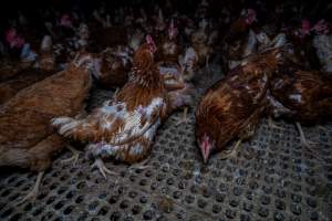 Free-range eggs investigation 2025 - Part of the 2025 Eggs Uncaged investigation of Victorian free-range and cage free egg farms.

South Gippsland Eggs is a free range egg farm in Devon Meadows, 50km from Melbourne. With a philosophy of 'happy, healthy hens lay the most delicious & wholesome eggs,' the farm has made a name for itself in the local community for offering an ethical alternative to caged eggs.

However, the scenes that greeted investigators when they entered the sheds on the property, told a different story. Thousands of hens are packed into long sheds, forced to stand on slatted metal floors. Without even perches to get off the ground, hens will huddle tightly together on the filthy floor, while their waste falls through to pits underneath the sheds.

Like on other farms, hens were found with missing feathers and wounds indicating feather pecking due to overcrowding. Dead hens lay among the living, including one who had become crushed by the door of the nesting box. Even with access to the outdoors each day, hens were found to be laying soft, jelly-like eggs, indicating calcium deficiency. 

South Gippsland Eggs supplies to stores across Victoria using images and branding promising quality, free range eggs. It is owned and operated by second-generation egg farmer Gina Magias Abraham.
 - Captured at South Gippsland Eggs, Devon Meadows VIC Australia.