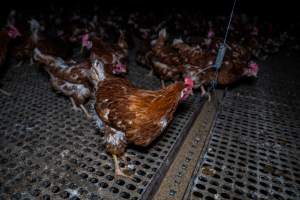 Free-range eggs investigation 2025 - Part of the 2025 Eggs Uncaged investigation of Victorian free-range and cage free egg farms.

South Gippsland Eggs is a free range egg farm in Devon Meadows, 50km from Melbourne. With a philosophy of 'happy, healthy hens lay the most delicious & wholesome eggs,' the farm has made a name for itself in the local community for offering an ethical alternative to caged eggs.

However, the scenes that greeted investigators when they entered the sheds on the property, told a different story. Thousands of hens are packed into long sheds, forced to stand on slatted metal floors. Without even perches to get off the ground, hens will huddle tightly together on the filthy floor, while their waste falls through to pits underneath the sheds.

Like on other farms, hens were found with missing feathers and wounds indicating feather pecking due to overcrowding. Dead hens lay among the living, including one who had become crushed by the door of the nesting box. Even with access to the outdoors each day, hens were found to be laying soft, jelly-like eggs, indicating calcium deficiency. 

South Gippsland Eggs supplies to stores across Victoria using images and branding promising quality, free range eggs. It is owned and operated by second-generation egg farmer Gina Magias Abraham.
 - Captured at South Gippsland Eggs, Devon Meadows VIC Australia.