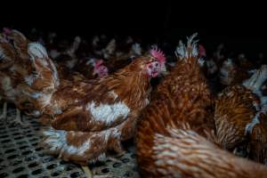 Free-range eggs investigation 2025 - Part of the 2025 Eggs Uncaged investigation of Victorian free-range and cage free egg farms.

South Gippsland Eggs is a free range egg farm in Devon Meadows, 50km from Melbourne. With a philosophy of 'happy, healthy hens lay the most delicious & wholesome eggs,' the farm has made a name for itself in the local community for offering an ethical alternative to caged eggs.

However, the scenes that greeted investigators when they entered the sheds on the property, told a different story. Thousands of hens are packed into long sheds, forced to stand on slatted metal floors. Without even perches to get off the ground, hens will huddle tightly together on the filthy floor, while their waste falls through to pits underneath the sheds.

Like on other farms, hens were found with missing feathers and wounds indicating feather pecking due to overcrowding. Dead hens lay among the living, including one who had become crushed by the door of the nesting box. Even with access to the outdoors each day, hens were found to be laying soft, jelly-like eggs, indicating calcium deficiency. 

South Gippsland Eggs supplies to stores across Victoria using images and branding promising quality, free range eggs. It is owned and operated by second-generation egg farmer Gina Magias Abraham.
 - Captured at South Gippsland Eggs, Devon Meadows VIC Australia.