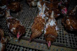 Hens at feeder - Part of the 2025 Eggs Uncaged investigation of Victorian free-range and cage free egg farms.

South Gippsland Eggs is a free range egg farm in Devon Meadows, 50km from Melbourne. With a philosophy of 'happy, healthy hens lay the most delicious & wholesome eggs,' the farm has made a name for itself in the local community for offering an ethical alternative to caged eggs.

However, the scenes that greeted investigators when they entered the sheds on the property, told a different story. Thousands of hens are packed into long sheds, forced to stand on slatted metal floors. Without even perches to get off the ground, hens will huddle tightly together on the filthy floor, while their waste falls through to pits underneath the sheds.

Like on other farms, hens were found with missing feathers and wounds indicating feather pecking due to overcrowding. Dead hens lay among the living, including one who had become crushed by the door of the nesting box. Even with access to the outdoors each day, hens were found to be laying soft, jelly-like eggs, indicating calcium deficiency. 

South Gippsland Eggs supplies to stores across Victoria using images and branding promising quality, free range eggs. It is owned and operated by second-generation egg farmer Gina Magias Abraham.
 - Captured at South Gippsland Eggs, Devon Meadows VIC Australia.