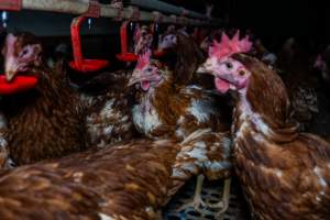 Free-range eggs investigation 2025 - Part of the 2025 Eggs Uncaged investigation of Victorian free-range and cage free egg farms.

South Gippsland Eggs is a free range egg farm in Devon Meadows, 50km from Melbourne. With a philosophy of 'happy, healthy hens lay the most delicious & wholesome eggs,' the farm has made a name for itself in the local community for offering an ethical alternative to caged eggs.

However, the scenes that greeted investigators when they entered the sheds on the property, told a different story. Thousands of hens are packed into long sheds, forced to stand on slatted metal floors. Without even perches to get off the ground, hens will huddle tightly together on the filthy floor, while their waste falls through to pits underneath the sheds.

Like on other farms, hens were found with missing feathers and wounds indicating feather pecking due to overcrowding. Dead hens lay among the living, including one who had become crushed by the door of the nesting box. Even with access to the outdoors each day, hens were found to be laying soft, jelly-like eggs, indicating calcium deficiency. 

South Gippsland Eggs supplies to stores across Victoria using images and branding promising quality, free range eggs. It is owned and operated by second-generation egg farmer Gina Magias Abraham.
 - Captured at South Gippsland Eggs, Devon Meadows VIC Australia.