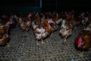 Hen missing feathers from wing - Part of the 2025 Eggs Uncaged investigation of Victorian free-range and cage free egg farms.

South Gippsland Eggs is a free range egg farm in Devon Meadows, 50km from Melbourne. With a philosophy of 'happy, healthy hens lay the most delicious & wholesome eggs,' the farm has made a name for itself in the local community for offering an ethical alternative to caged eggs.

However, the scenes that greeted investigators when they entered the sheds on the property, told a different story. Thousands of hens are packed into long sheds, forced to stand on slatted metal floors. Without even perches to get off the ground, hens will huddle tightly together on the filthy floor, while their waste falls through to pits underneath the sheds.

Like on other farms, hens were found with missing feathers and wounds indicating feather pecking due to overcrowding. Dead hens lay among the living, including one who had become crushed by the door of the nesting box. Even with access to the outdoors each day, hens were found to be laying soft, jelly-like eggs, indicating calcium deficiency. 

South Gippsland Eggs supplies to stores across Victoria using images and branding promising quality, free range eggs. It is owned and operated by second-generation egg farmer Gina Magias Abraham.
 - Captured at South Gippsland Eggs, Devon Meadows VIC Australia.
