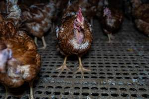 Hen missing feathers from neck - Part of the 2025 Eggs Uncaged investigation of Victorian free-range and cage free egg farms.

South Gippsland Eggs is a free range egg farm in Devon Meadows, 50km from Melbourne. With a philosophy of 'happy, healthy hens lay the most delicious & wholesome eggs,' the farm has made a name for itself in the local community for offering an ethical alternative to caged eggs.

However, the scenes that greeted investigators when they entered the sheds on the property, told a different story. Thousands of hens are packed into long sheds, forced to stand on slatted metal floors. Without even perches to get off the ground, hens will huddle tightly together on the filthy floor, while their waste falls through to pits underneath the sheds.

Like on other farms, hens were found with missing feathers and wounds indicating feather pecking due to overcrowding. Dead hens lay among the living, including one who had become crushed by the door of the nesting box. Even with access to the outdoors each day, hens were found to be laying soft, jelly-like eggs, indicating calcium deficiency. 

South Gippsland Eggs supplies to stores across Victoria using images and branding promising quality, free range eggs. It is owned and operated by second-generation egg farmer Gina Magias Abraham.
 - Captured at South Gippsland Eggs, Devon Meadows VIC Australia.