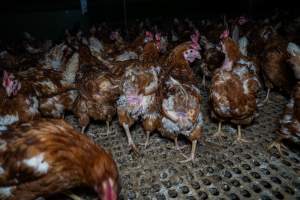 Hens with missing feathers - Part of the 2025 Eggs Uncaged investigation of Victorian free-range and cage free egg farms.
South Gippsland Eggs is a free range egg farm in Devon Meadows, 50km from Melbourne. With a philosophy of 'happy, healthy hens lay the most delicious & wholesome eggs,' the farm has made a name for itself in the local community for offering an ethical alternative to caged eggs.
However, the scenes that greeted investigators when they entered the sheds on the property, told a different story. Thousands of hens are packed into long sheds, forced to stand on slatted metal floors. Without even perches to get off the ground, hens will huddle tightly together on the filthy floor, while their waste falls through to pits underneath the sheds.
Like on other farms, hens were found with missing feathers and wounds indicating feather pecking due to overcrowding. Dead hens lay among the living, including one who had become crushed by the door of the nesting box. Even with access to the outdoors each day, hens were found to be laying soft, jelly-like eggs, indicating calcium deficiency.
South Gippsland Eggs supplies to stores across Victoria using images and branding promising quality, free range eggs. It is owned and operated by second-generation egg farmer Gina Magias Abraham.
- Captured at South Gippsland Eggs, Devon Meadows VIC Australia.