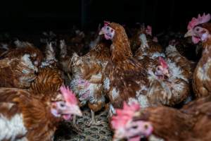 Free-range eggs investigation 2025 - Part of the 2025 Eggs Uncaged investigation of Victorian free-range and cage free egg farms.

South Gippsland Eggs is a free range egg farm in Devon Meadows, 50km from Melbourne. With a philosophy of 'happy, healthy hens lay the most delicious & wholesome eggs,' the farm has made a name for itself in the local community for offering an ethical alternative to caged eggs.

However, the scenes that greeted investigators when they entered the sheds on the property, told a different story. Thousands of hens are packed into long sheds, forced to stand on slatted metal floors. Without even perches to get off the ground, hens will huddle tightly together on the filthy floor, while their waste falls through to pits underneath the sheds.

Like on other farms, hens were found with missing feathers and wounds indicating feather pecking due to overcrowding. Dead hens lay among the living, including one who had become crushed by the door of the nesting box. Even with access to the outdoors each day, hens were found to be laying soft, jelly-like eggs, indicating calcium deficiency. 

South Gippsland Eggs supplies to stores across Victoria using images and branding promising quality, free range eggs. It is owned and operated by second-generation egg farmer Gina Magias Abraham.
 - Captured at South Gippsland Eggs, Devon Meadows VIC Australia.