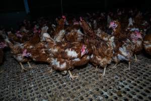 Free-range eggs investigation 2025 - Part of the 2025 Eggs Uncaged investigation of Victorian free-range and cage free egg farms.

South Gippsland Eggs is a free range egg farm in Devon Meadows, 50km from Melbourne. With a philosophy of 'happy, healthy hens lay the most delicious & wholesome eggs,' the farm has made a name for itself in the local community for offering an ethical alternative to caged eggs.

However, the scenes that greeted investigators when they entered the sheds on the property, told a different story. Thousands of hens are packed into long sheds, forced to stand on slatted metal floors. Without even perches to get off the ground, hens will huddle tightly together on the filthy floor, while their waste falls through to pits underneath the sheds.

Like on other farms, hens were found with missing feathers and wounds indicating feather pecking due to overcrowding. Dead hens lay among the living, including one who had become crushed by the door of the nesting box. Even with access to the outdoors each day, hens were found to be laying soft, jelly-like eggs, indicating calcium deficiency. 

South Gippsland Eggs supplies to stores across Victoria using images and branding promising quality, free range eggs. It is owned and operated by second-generation egg farmer Gina Magias Abraham.
 - Captured at South Gippsland Eggs, Devon Meadows VIC Australia.