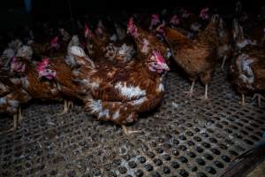 Free-range eggs investigation 2025 - Part of the 2025 Eggs Uncaged investigation of Victorian free-range and cage free egg farms.

South Gippsland Eggs is a free range egg farm in Devon Meadows, 50km from Melbourne. With a philosophy of 'happy, healthy hens lay the most delicious & wholesome eggs,' the farm has made a name for itself in the local community for offering an ethical alternative to caged eggs.

However, the scenes that greeted investigators when they entered the sheds on the property, told a different story. Thousands of hens are packed into long sheds, forced to stand on slatted metal floors. Without even perches to get off the ground, hens will huddle tightly together on the filthy floor, while their waste falls through to pits underneath the sheds.

Like on other farms, hens were found with missing feathers and wounds indicating feather pecking due to overcrowding. Dead hens lay among the living, including one who had become crushed by the door of the nesting box. Even with access to the outdoors each day, hens were found to be laying soft, jelly-like eggs, indicating calcium deficiency. 

South Gippsland Eggs supplies to stores across Victoria using images and branding promising quality, free range eggs. It is owned and operated by second-generation egg farmer Gina Magias Abraham.
 - Captured at South Gippsland Eggs, Devon Meadows VIC Australia.