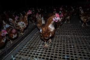 Hen with missing feathers - Part of the 2025 Eggs Uncaged investigation of Victorian free-range and cage free egg farms.

South Gippsland Eggs is a free range egg farm in Devon Meadows, 50km from Melbourne. With a philosophy of 'happy, healthy hens lay the most delicious & wholesome eggs,' the farm has made a name for itself in the local community for offering an ethical alternative to caged eggs.

However, the scenes that greeted investigators when they entered the sheds on the property, told a different story. Thousands of hens are packed into long sheds, forced to stand on slatted metal floors. Without even perches to get off the ground, hens will huddle tightly together on the filthy floor, while their waste falls through to pits underneath the sheds.

Like on other farms, hens were found with missing feathers and wounds indicating feather pecking due to overcrowding. Dead hens lay among the living, including one who had become crushed by the door of the nesting box. Even with access to the outdoors each day, hens were found to be laying soft, jelly-like eggs, indicating calcium deficiency. 

South Gippsland Eggs supplies to stores across Victoria using images and branding promising quality, free range eggs. It is owned and operated by second-generation egg farmer Gina Magias Abraham.
 - Captured at South Gippsland Eggs, Devon Meadows VIC Australia.