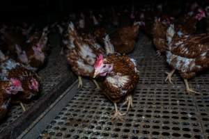 Hen with missing feathers - Part of the 2025 Eggs Uncaged investigation of Victorian free-range and cage free egg farms.

South Gippsland Eggs is a free range egg farm in Devon Meadows, 50km from Melbourne. With a philosophy of 'happy, healthy hens lay the most delicious & wholesome eggs,' the farm has made a name for itself in the local community for offering an ethical alternative to caged eggs.

However, the scenes that greeted investigators when they entered the sheds on the property, told a different story. Thousands of hens are packed into long sheds, forced to stand on slatted metal floors. Without even perches to get off the ground, hens will huddle tightly together on the filthy floor, while their waste falls through to pits underneath the sheds.

Like on other farms, hens were found with missing feathers and wounds indicating feather pecking due to overcrowding. Dead hens lay among the living, including one who had become crushed by the door of the nesting box. Even with access to the outdoors each day, hens were found to be laying soft, jelly-like eggs, indicating calcium deficiency. 

South Gippsland Eggs supplies to stores across Victoria using images and branding promising quality, free range eggs. It is owned and operated by second-generation egg farmer Gina Magias Abraham.
 - Captured at South Gippsland Eggs, Devon Meadows VIC Australia.