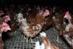 Free-range eggs investigation 2025 - Part of the 2025 Eggs Uncaged investigation of Victorian free-range and cage free egg farms.

South Gippsland Eggs is a free range egg farm in Devon Meadows, 50km from Melbourne. With a philosophy of 'happy, healthy hens lay the most delicious & wholesome eggs,' the farm has made a name for itself in the local community for offering an ethical alternative to caged eggs.

However, the scenes that greeted investigators when they entered the sheds on the property, told a different story. Thousands of hens are packed into long sheds, forced to stand on slatted metal floors. Without even perches to get off the ground, hens will huddle tightly together on the filthy floor, while their waste falls through to pits underneath the sheds.

Like on other farms, hens were found with missing feathers and wounds indicating feather pecking due to overcrowding. Dead hens lay among the living, including one who had become crushed by the door of the nesting box. Even with access to the outdoors each day, hens were found to be laying soft, jelly-like eggs, indicating calcium deficiency. 

South Gippsland Eggs supplies to stores across Victoria using images and branding promising quality, free range eggs. It is owned and operated by second-generation egg farmer Gina Magias Abraham.
 - Captured at South Gippsland Eggs, Devon Meadows VIC Australia.