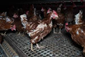 Hen with missing feathers from wings. - Part of the 2025 Eggs Uncaged investigation of Victorian free-range and cage free egg farms.

South Gippsland Eggs is a free range egg farm in Devon Meadows, 50km from Melbourne. With a philosophy of 'happy, healthy hens lay the most delicious & wholesome eggs,' the farm has made a name for itself in the local community for offering an ethical alternative to caged eggs.

However, the scenes that greeted investigators when they entered the sheds on the property, told a different story. Thousands of hens are packed into long sheds, forced to stand on slatted metal floors. Without even perches to get off the ground, hens will huddle tightly together on the filthy floor, while their waste falls through to pits underneath the sheds.

Like on other farms, hens were found with missing feathers and wounds indicating feather pecking due to overcrowding. Dead hens lay among the living, including one who had become crushed by the door of the nesting box. Even with access to the outdoors each day, hens were found to be laying soft, jelly-like eggs, indicating calcium deficiency. 

South Gippsland Eggs supplies to stores across Victoria using images and branding promising quality, free range eggs. It is owned and operated by second-generation egg farmer Gina Magias Abraham.
 - Captured at South Gippsland Eggs, Devon Meadows VIC Australia.