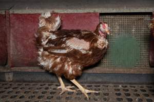 Hen with missing feathers from wings. - Part of the 2025 Eggs Uncaged investigation of Victorian free-range and cage free egg farms.

South Gippsland Eggs is a free range egg farm in Devon Meadows, 50km from Melbourne. With a philosophy of 'happy, healthy hens lay the most delicious & wholesome eggs,' the farm has made a name for itself in the local community for offering an ethical alternative to caged eggs.

However, the scenes that greeted investigators when they entered the sheds on the property, told a different story. Thousands of hens are packed into long sheds, forced to stand on slatted metal floors. Without even perches to get off the ground, hens will huddle tightly together on the filthy floor, while their waste falls through to pits underneath the sheds.

Like on other farms, hens were found with missing feathers and wounds indicating feather pecking due to overcrowding. Dead hens lay among the living, including one who had become crushed by the door of the nesting box. Even with access to the outdoors each day, hens were found to be laying soft, jelly-like eggs, indicating calcium deficiency. 

South Gippsland Eggs supplies to stores across Victoria using images and branding promising quality, free range eggs. It is owned and operated by second-generation egg farmer Gina Magias Abraham.
 - Captured at South Gippsland Eggs, Devon Meadows VIC Australia.