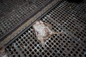 Dead hen in free-range shed. - Part of the 2025 Eggs Uncaged investigation of Victorian free-range and cage free egg farms.

South Gippsland Eggs is a free range egg farm in Devon Meadows, 50km from Melbourne. With a philosophy of 'happy, healthy hens lay the most delicious & wholesome eggs,' the farm has made a name for itself in the local community for offering an ethical alternative to caged eggs.

However, the scenes that greeted investigators when they entered the sheds on the property, told a different story. Thousands of hens are packed into long sheds, forced to stand on slatted metal floors. Without even perches to get off the ground, hens will huddle tightly together on the filthy floor, while their waste falls through to pits underneath the sheds.

Like on other farms, hens were found with missing feathers and wounds indicating feather pecking due to overcrowding. Dead hens lay among the living, including one who had become crushed by the door of the nesting box. Even with access to the outdoors each day, hens were found to be laying soft, jelly-like eggs, indicating calcium deficiency. 

South Gippsland Eggs supplies to stores across Victoria using images and branding promising quality, free range eggs. It is owned and operated by second-generation egg farmer Gina Magias Abraham.
 - Captured at South Gippsland Eggs, Devon Meadows VIC Australia.