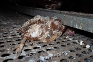 Dead hen in free-range shed - Part of the 2025 Eggs Uncaged investigation of Victorian free-range and cage free egg farms.

South Gippsland Eggs is a free range egg farm in Devon Meadows, 50km from Melbourne. With a philosophy of 'happy, healthy hens lay the most delicious & wholesome eggs,' the farm has made a name for itself in the local community for offering an ethical alternative to caged eggs.

However, the scenes that greeted investigators when they entered the sheds on the property, told a different story. Thousands of hens are packed into long sheds, forced to stand on slatted metal floors. Without even perches to get off the ground, hens will huddle tightly together on the filthy floor, while their waste falls through to pits underneath the sheds.

Like on other farms, hens were found with missing feathers and wounds indicating feather pecking due to overcrowding. Dead hens lay among the living, including one who had become crushed by the door of the nesting box. Even with access to the outdoors each day, hens were found to be laying soft, jelly-like eggs, indicating calcium deficiency. 

South Gippsland Eggs supplies to stores across Victoria using images and branding promising quality, free range eggs. It is owned and operated by second-generation egg farmer Gina Magias Abraham.
 - Captured at South Gippsland Eggs, Devon Meadows VIC Australia.