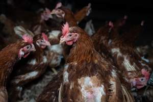 Free-range eggs investigation 2025 - Part of the 2025 Eggs Uncaged investigation of Victorian free-range and cage free egg farms.

South Gippsland Eggs is a free range egg farm in Devon Meadows, 50km from Melbourne. With a philosophy of 'happy, healthy hens lay the most delicious & wholesome eggs,' the farm has made a name for itself in the local community for offering an ethical alternative to caged eggs.

However, the scenes that greeted investigators when they entered the sheds on the property, told a different story. Thousands of hens are packed into long sheds, forced to stand on slatted metal floors. Without even perches to get off the ground, hens will huddle tightly together on the filthy floor, while their waste falls through to pits underneath the sheds.

Like on other farms, hens were found with missing feathers and wounds indicating feather pecking due to overcrowding. Dead hens lay among the living, including one who had become crushed by the door of the nesting box. Even with access to the outdoors each day, hens were found to be laying soft, jelly-like eggs, indicating calcium deficiency. 

South Gippsland Eggs supplies to stores across Victoria using images and branding promising quality, free range eggs. It is owned and operated by second-generation egg farmer Gina Magias Abraham.
 - Captured at South Gippsland Eggs, Devon Meadows VIC Australia.