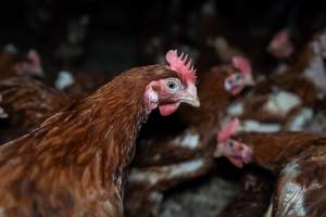 Free-range eggs investigation 2025 - Part of the 2025 Eggs Uncaged investigation of Victorian free-range and cage free egg farms.

South Gippsland Eggs is a free range egg farm in Devon Meadows, 50km from Melbourne. With a philosophy of 'happy, healthy hens lay the most delicious & wholesome eggs,' the farm has made a name for itself in the local community for offering an ethical alternative to caged eggs.

However, the scenes that greeted investigators when they entered the sheds on the property, told a different story. Thousands of hens are packed into long sheds, forced to stand on slatted metal floors. Without even perches to get off the ground, hens will huddle tightly together on the filthy floor, while their waste falls through to pits underneath the sheds.

Like on other farms, hens were found with missing feathers and wounds indicating feather pecking due to overcrowding. Dead hens lay among the living, including one who had become crushed by the door of the nesting box. Even with access to the outdoors each day, hens were found to be laying soft, jelly-like eggs, indicating calcium deficiency. 

South Gippsland Eggs supplies to stores across Victoria using images and branding promising quality, free range eggs. It is owned and operated by second-generation egg farmer Gina Magias Abraham.
 - Captured at South Gippsland Eggs, Devon Meadows VIC Australia.