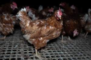 Free-range eggs investigation 2025 - Part of the 2025 Eggs Uncaged investigation of Victorian free-range and cage free egg farms.
South Gippsland Eggs is a free range egg farm in Devon Meadows, 50km from Melbourne. With a philosophy of 'happy, healthy hens lay the most delicious & wholesome eggs,' the farm has made a name for itself in the local community for offering an ethical alternative to caged eggs.
However, the scenes that greeted investigators when they entered the sheds on the property, told a different story. Thousands of hens are packed into long sheds, forced to stand on slatted metal floors. Without even perches to get off the ground, hens will huddle tightly together on the filthy floor, while their waste falls through to pits underneath the sheds.
Like on other farms, hens were found with missing feathers and wounds indicating feather pecking due to overcrowding. Dead hens lay among the living, including one who had become crushed by the door of the nesting box. Even with access to the outdoors each day, hens were found to be laying soft, jelly-like eggs, indicating calcium deficiency.
South Gippsland Eggs supplies to stores across Victoria using images and branding promising quality, free range eggs. It is owned and operated by second-generation egg farmer Gina Magias Abraham.
- Captured at South Gippsland Eggs, Devon Meadows VIC Australia.