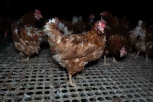 Free-range eggs investigation 2025 - Part of the 2025 Eggs Uncaged investigation of Victorian free-range and cage free egg farms.

South Gippsland Eggs is a free range egg farm in Devon Meadows, 50km from Melbourne. With a philosophy of 'happy, healthy hens lay the most delicious & wholesome eggs,' the farm has made a name for itself in the local community for offering an ethical alternative to caged eggs.

However, the scenes that greeted investigators when they entered the sheds on the property, told a different story. Thousands of hens are packed into long sheds, forced to stand on slatted metal floors. Without even perches to get off the ground, hens will huddle tightly together on the filthy floor, while their waste falls through to pits underneath the sheds.

Like on other farms, hens were found with missing feathers and wounds indicating feather pecking due to overcrowding. Dead hens lay among the living, including one who had become crushed by the door of the nesting box. Even with access to the outdoors each day, hens were found to be laying soft, jelly-like eggs, indicating calcium deficiency. 

South Gippsland Eggs supplies to stores across Victoria using images and branding promising quality, free range eggs. It is owned and operated by second-generation egg farmer Gina Magias Abraham.
 - Captured at South Gippsland Eggs, Devon Meadows VIC Australia.