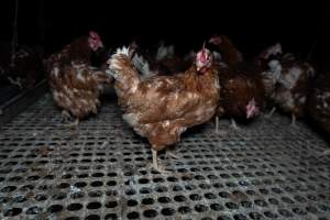 Free-range eggs investigation 2025 - Part of the 2025 Eggs Uncaged investigation of Victorian free-range and cage free egg farms.

South Gippsland Eggs is a free range egg farm in Devon Meadows, 50km from Melbourne. With a philosophy of 'happy, healthy hens lay the most delicious & wholesome eggs,' the farm has made a name for itself in the local community for offering an ethical alternative to caged eggs.

However, the scenes that greeted investigators when they entered the sheds on the property, told a different story. Thousands of hens are packed into long sheds, forced to stand on slatted metal floors. Without even perches to get off the ground, hens will huddle tightly together on the filthy floor, while their waste falls through to pits underneath the sheds.

Like on other farms, hens were found with missing feathers and wounds indicating feather pecking due to overcrowding. Dead hens lay among the living, including one who had become crushed by the door of the nesting box. Even with access to the outdoors each day, hens were found to be laying soft, jelly-like eggs, indicating calcium deficiency. 

South Gippsland Eggs supplies to stores across Victoria using images and branding promising quality, free range eggs. It is owned and operated by second-generation egg farmer Gina Magias Abraham.
 - Captured at South Gippsland Eggs, Devon Meadows VIC Australia.