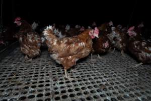 Free-range eggs investigation 2025 - Part of the 2025 Eggs Uncaged investigation of Victorian free-range and cage free egg farms.

South Gippsland Eggs is a free range egg farm in Devon Meadows, 50km from Melbourne. With a philosophy of 'happy, healthy hens lay the most delicious & wholesome eggs,' the farm has made a name for itself in the local community for offering an ethical alternative to caged eggs.

However, the scenes that greeted investigators when they entered the sheds on the property, told a different story. Thousands of hens are packed into long sheds, forced to stand on slatted metal floors. Without even perches to get off the ground, hens will huddle tightly together on the filthy floor, while their waste falls through to pits underneath the sheds.

Like on other farms, hens were found with missing feathers and wounds indicating feather pecking due to overcrowding. Dead hens lay among the living, including one who had become crushed by the door of the nesting box. Even with access to the outdoors each day, hens were found to be laying soft, jelly-like eggs, indicating calcium deficiency. 

South Gippsland Eggs supplies to stores across Victoria using images and branding promising quality, free range eggs. It is owned and operated by second-generation egg farmer Gina Magias Abraham.
 - Captured at South Gippsland Eggs, Devon Meadows VIC Australia.