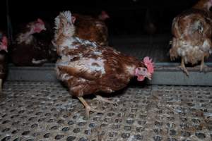 Hen with missing feathers - Part of the 2025 Eggs Uncaged investigation of Victorian free-range and cage free egg farms.
South Gippsland Eggs is a free range egg farm in Devon Meadows, 50km from Melbourne. With a philosophy of 'happy, healthy hens lay the most delicious & wholesome eggs,' the farm has made a name for itself in the local community for offering an ethical alternative to caged eggs.
However, the scenes that greeted investigators when they entered the sheds on the property, told a different story. Thousands of hens are packed into long sheds, forced to stand on slatted metal floors. Without even perches to get off the ground, hens will huddle tightly together on the filthy floor, while their waste falls through to pits underneath the sheds.
Like on other farms, hens were found with missing feathers and wounds indicating feather pecking due to overcrowding. Dead hens lay among the living, including one who had become crushed by the door of the nesting box. Even with access to the outdoors each day, hens were found to be laying soft, jelly-like eggs, indicating calcium deficiency.
South Gippsland Eggs supplies to stores across Victoria using images and branding promising quality, free range eggs. It is owned and operated by second-generation egg farmer Gina Magias Abraham.
- Captured at South Gippsland Eggs, Devon Meadows VIC Australia.