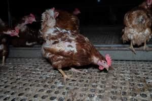 Hen with missing feathers - Part of the 2025 Eggs Uncaged investigation of Victorian free-range and cage free egg farms.

South Gippsland Eggs is a free range egg farm in Devon Meadows, 50km from Melbourne. With a philosophy of 'happy, healthy hens lay the most delicious & wholesome eggs,' the farm has made a name for itself in the local community for offering an ethical alternative to caged eggs.

However, the scenes that greeted investigators when they entered the sheds on the property, told a different story. Thousands of hens are packed into long sheds, forced to stand on slatted metal floors. Without even perches to get off the ground, hens will huddle tightly together on the filthy floor, while their waste falls through to pits underneath the sheds.

Like on other farms, hens were found with missing feathers and wounds indicating feather pecking due to overcrowding. Dead hens lay among the living, including one who had become crushed by the door of the nesting box. Even with access to the outdoors each day, hens were found to be laying soft, jelly-like eggs, indicating calcium deficiency. 

South Gippsland Eggs supplies to stores across Victoria using images and branding promising quality, free range eggs. It is owned and operated by second-generation egg farmer Gina Magias Abraham.
 - Captured at South Gippsland Eggs, Devon Meadows VIC Australia.