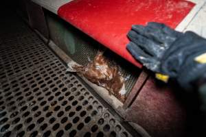Dead hen in free-range shed - Part of the 2025 Eggs Uncaged investigation of Victorian free-range and cage free egg farms.

South Gippsland Eggs is a free range egg farm in Devon Meadows, 50km from Melbourne. With a philosophy of 'happy, healthy hens lay the most delicious & wholesome eggs,' the farm has made a name for itself in the local community for offering an ethical alternative to caged eggs.

However, the scenes that greeted investigators when they entered the sheds on the property, told a different story. Thousands of hens are packed into long sheds, forced to stand on slatted metal floors. Without even perches to get off the ground, hens will huddle tightly together on the filthy floor, while their waste falls through to pits underneath the sheds.

Like on other farms, hens were found with missing feathers and wounds indicating feather pecking due to overcrowding. Dead hens lay among the living, including one who had become crushed by the door of the nesting box. Even with access to the outdoors each day, hens were found to be laying soft, jelly-like eggs, indicating calcium deficiency. 

South Gippsland Eggs supplies to stores across Victoria using images and branding promising quality, free range eggs. It is owned and operated by second-generation egg farmer Gina Magias Abraham.
 - Captured at South Gippsland Eggs, Devon Meadows VIC Australia.