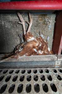 Dead hen in free-range shed - Part of the 2025 Eggs Uncaged investigation of Victorian free-range and cage free egg farms.

South Gippsland Eggs is a free range egg farm in Devon Meadows, 50km from Melbourne. With a philosophy of 'happy, healthy hens lay the most delicious & wholesome eggs,' the farm has made a name for itself in the local community for offering an ethical alternative to caged eggs.

However, the scenes that greeted investigators when they entered the sheds on the property, told a different story. Thousands of hens are packed into long sheds, forced to stand on slatted metal floors. Without even perches to get off the ground, hens will huddle tightly together on the filthy floor, while their waste falls through to pits underneath the sheds.

Like on other farms, hens were found with missing feathers and wounds indicating feather pecking due to overcrowding. Dead hens lay among the living, including one who had become crushed by the door of the nesting box. Even with access to the outdoors each day, hens were found to be laying soft, jelly-like eggs, indicating calcium deficiency. 

South Gippsland Eggs supplies to stores across Victoria using images and branding promising quality, free range eggs. It is owned and operated by second-generation egg farmer Gina Magias Abraham.
 - Captured at South Gippsland Eggs, Devon Meadows VIC Australia.