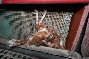 Dead hen in free range shed - Part of the 2025 Eggs Uncaged investigation of Victorian free-range and cage free egg farms.

South Gippsland Eggs is a free range egg farm in Devon Meadows, 50km from Melbourne. With a philosophy of 'happy, healthy hens lay the most delicious & wholesome eggs,' the farm has made a name for itself in the local community for offering an ethical alternative to caged eggs.

However, the scenes that greeted investigators when they entered the sheds on the property, told a different story. Thousands of hens are packed into long sheds, forced to stand on slatted metal floors. Without even perches to get off the ground, hens will huddle tightly together on the filthy floor, while their waste falls through to pits underneath the sheds.

Like on other farms, hens were found with missing feathers and wounds indicating feather pecking due to overcrowding. Dead hens lay among the living, including one who had become crushed by the door of the nesting box. Even with access to the outdoors each day, hens were found to be laying soft, jelly-like eggs, indicating calcium deficiency. 

South Gippsland Eggs supplies to stores across Victoria using images and branding promising quality, free range eggs. It is owned and operated by second-generation egg farmer Gina Magias Abraham.
 - Captured at South Gippsland Eggs, Devon Meadows VIC Australia.