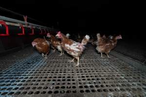 Hens in shed - Part of the 2025 Eggs Uncaged investigation of Victorian free-range and cage free egg farms.

South Gippsland Eggs is a free range egg farm in Devon Meadows, 50km from Melbourne. With a philosophy of 'happy, healthy hens lay the most delicious & wholesome eggs,' the farm has made a name for itself in the local community for offering an ethical alternative to caged eggs.

However, the scenes that greeted investigators when they entered the sheds on the property, told a different story. Thousands of hens are packed into long sheds, forced to stand on slatted metal floors. Without even perches to get off the ground, hens will huddle tightly together on the filthy floor, while their waste falls through to pits underneath the sheds.

Like on other farms, hens were found with missing feathers and wounds indicating feather pecking due to overcrowding. Dead hens lay among the living, including one who had become crushed by the door of the nesting box. Even with access to the outdoors each day, hens were found to be laying soft, jelly-like eggs, indicating calcium deficiency. 

South Gippsland Eggs supplies to stores across Victoria using images and branding promising quality, free range eggs. It is owned and operated by second-generation egg farmer Gina Magias Abraham.
 - Captured at South Gippsland Eggs, Devon Meadows VIC Australia.